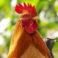 POULTRY