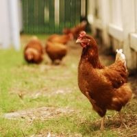 POULTRY FEED