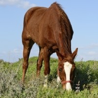EQUESTRIAN