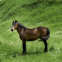 HORSE FEED