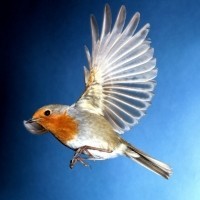 WILD BIRD